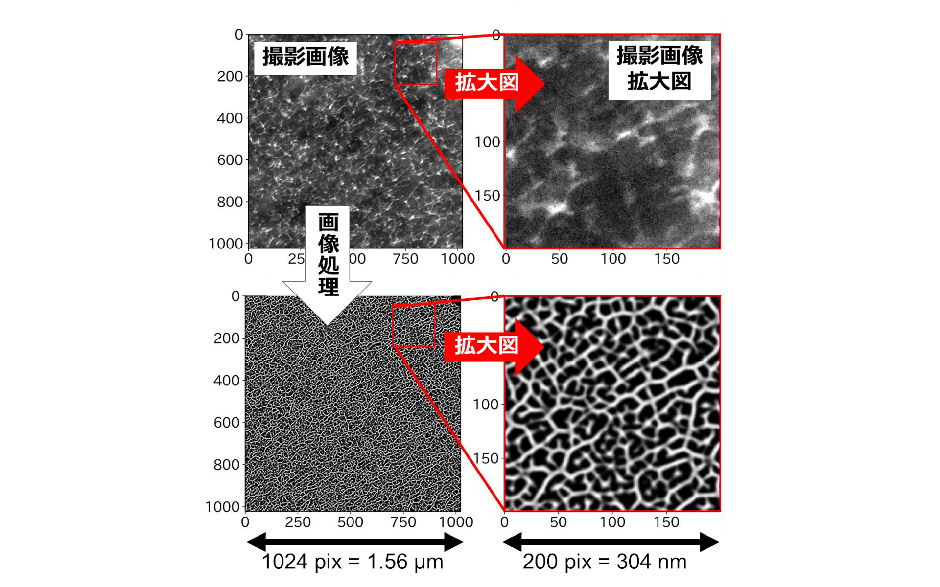 横浜ゴムと筑波大学ら、ゴム材料の電子顕微鏡画像を明瞭化する新たな