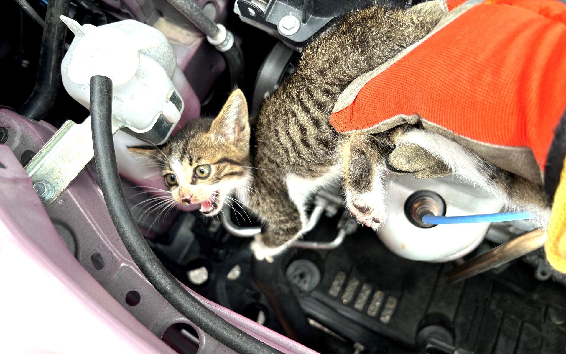 6月は猫がクルマに入り込むトラブル多発！ 2025年6月のJAFロード